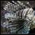 Lionfish