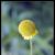 this is not a ball flower